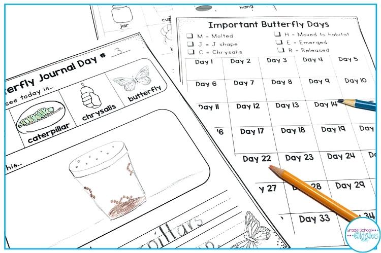 Printable Butterfly Life Cycle Observation Journal