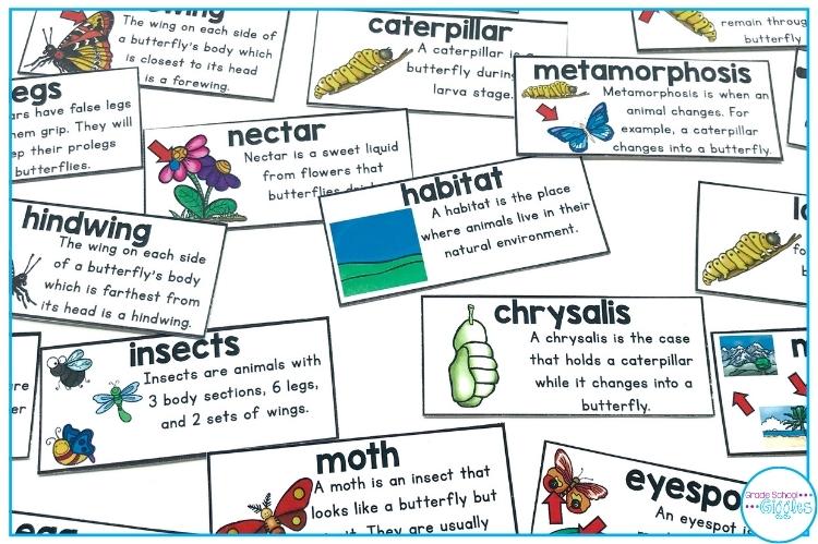 Vocabulary Word Wall Cards For The Life Cycle Of A Butterfly 