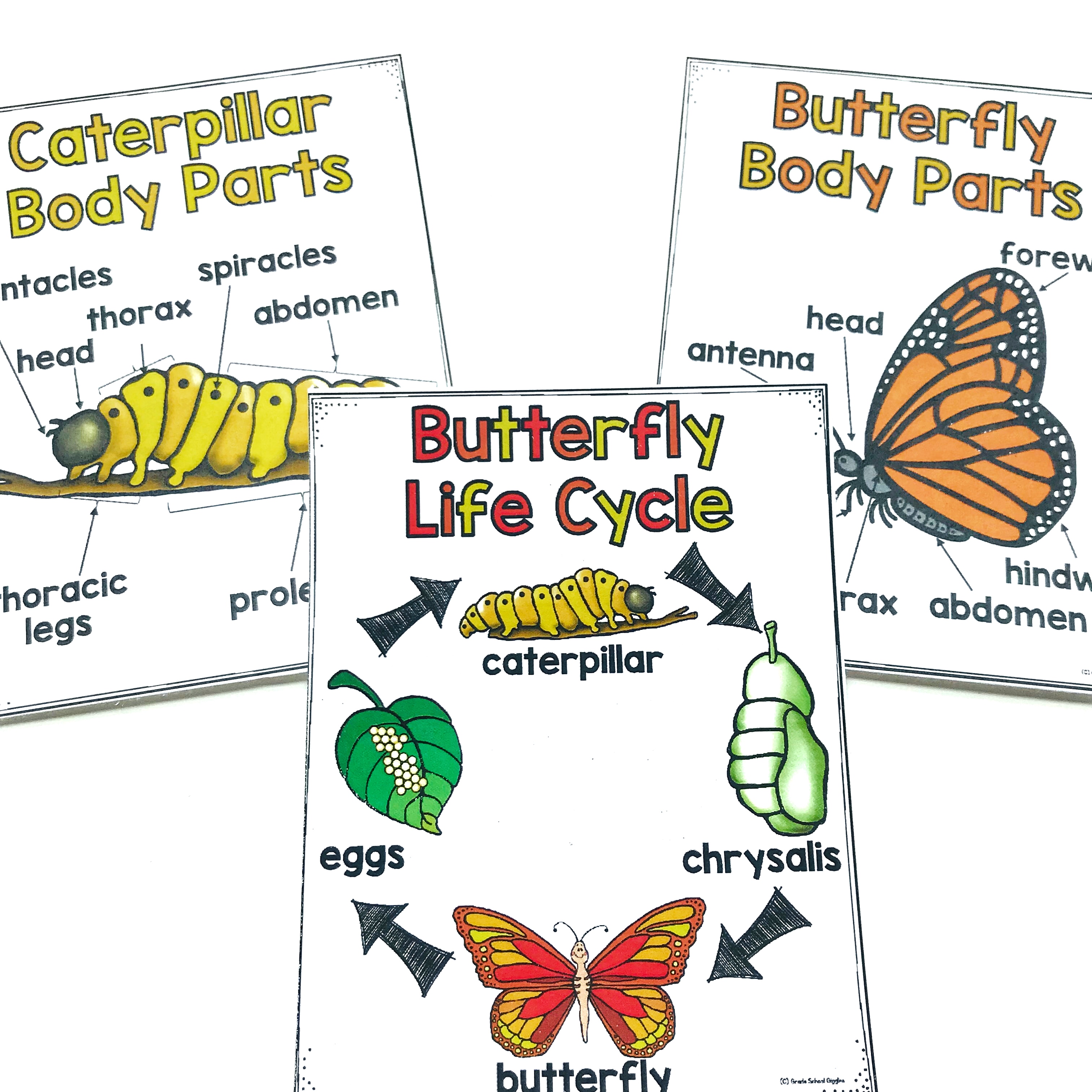 butterfly-life-cycle-kids-clip-art-library