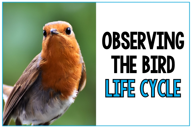 Bird Life Cycle